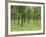 Trees in a Rubber Plantation at Vung Tau, Vietnam, Indochina, Southeast Asia-Tim Hall-Framed Photographic Print