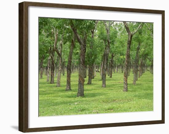 Trees in a Rubber Plantation at Vung Tau, Vietnam, Indochina, Southeast Asia-Tim Hall-Framed Photographic Print