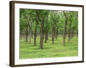 Trees in a Rubber Plantation at Vung Tau, Vietnam, Indochina, Southeast Asia-Tim Hall-Framed Photographic Print