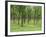 Trees in a Rubber Plantation at Vung Tau, Vietnam, Indochina, Southeast Asia-Tim Hall-Framed Photographic Print