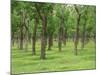 Trees in a Rubber Plantation at Vung Tau, Vietnam, Indochina, Southeast Asia-Tim Hall-Mounted Photographic Print