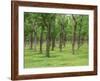 Trees in a Rubber Plantation at Vung Tau, Vietnam, Indochina, Southeast Asia-Tim Hall-Framed Photographic Print