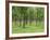 Trees in a Rubber Plantation at Vung Tau, Vietnam, Indochina, Southeast Asia-Tim Hall-Framed Photographic Print