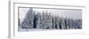 Trees in a snow covered forest, Schwarzwalder Hochwald, Germany-Panoramic Images-Framed Photographic Print