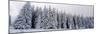 Trees in a snow covered forest, Schwarzwalder Hochwald, Germany-Panoramic Images-Mounted Photographic Print