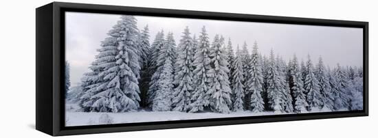 Trees in a snow covered forest, Schwarzwalder Hochwald, Germany-Panoramic Images-Framed Stretched Canvas