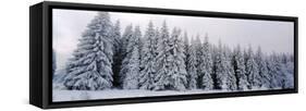 Trees in a snow covered forest, Schwarzwalder Hochwald, Germany-Panoramic Images-Framed Stretched Canvas