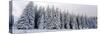Trees in a snow covered forest, Schwarzwalder Hochwald, Germany-Panoramic Images-Stretched Canvas