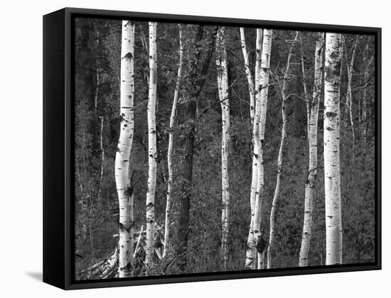 Trees in Autumn, Black Hill Area, Custer State Park, South Dakota, USA-Walter Bibikow-Framed Stretched Canvas