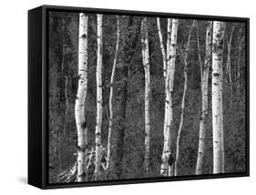 Trees in Autumn, Black Hill Area, Custer State Park, South Dakota, USA-Walter Bibikow-Framed Stretched Canvas