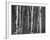 Trees in Autumn, Black Hill Area, Custer State Park, South Dakota, USA-Walter Bibikow-Framed Photographic Print