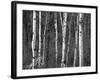 Trees in Autumn, Black Hill Area, Custer State Park, South Dakota, USA-Walter Bibikow-Framed Photographic Print