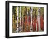 Trees in Autumn, Black Hill Area, Custer State Park, South Dakota, USA-Walter Bibikow-Framed Photographic Print