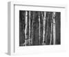 Trees in Autumn, Black Hill Area, Custer State Park, South Dakota, USA-Walter Bibikow-Framed Photographic Print