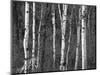 Trees in Autumn, Black Hill Area, Custer State Park, South Dakota, USA-Walter Bibikow-Mounted Photographic Print