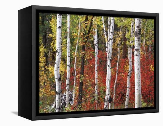Trees in Autumn, Black Hill Area, Custer State Park, South Dakota, USA-Walter Bibikow-Framed Stretched Canvas