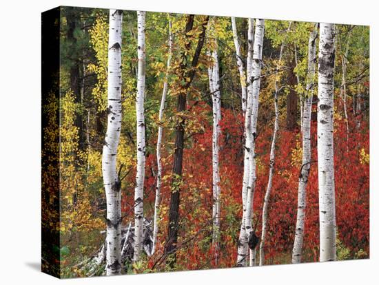 Trees in Autumn, Black Hill Area, Custer State Park, South Dakota, USA-Walter Bibikow-Stretched Canvas