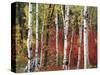 Trees in Autumn, Black Hill Area, Custer State Park, South Dakota, USA-Walter Bibikow-Stretched Canvas