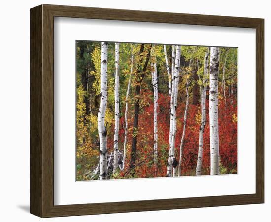 Trees in Autumn, Black Hill Area, Custer State Park, South Dakota, USA-Walter Bibikow-Framed Photographic Print