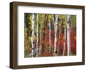 Trees in Autumn, Black Hill Area, Custer State Park, South Dakota, USA-Walter Bibikow-Framed Photographic Print