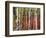 Trees in Autumn, Black Hill Area, Custer State Park, South Dakota, USA-Walter Bibikow-Framed Photographic Print