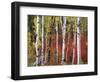 Trees in Autumn, Black Hill Area, Custer State Park, South Dakota, USA-Walter Bibikow-Framed Photographic Print