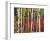 Trees in Autumn, Black Hill Area, Custer State Park, South Dakota, USA-Walter Bibikow-Framed Photographic Print