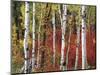 Trees in Autumn, Black Hill Area, Custer State Park, South Dakota, USA-Walter Bibikow-Mounted Photographic Print