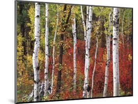 Trees in Autumn, Black Hill Area, Custer State Park, South Dakota, USA-Walter Bibikow-Mounted Photographic Print