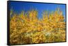 Trees in Autumn Colors-Craig Tuttle-Framed Stretched Canvas