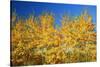 Trees in Autumn Colors-Craig Tuttle-Stretched Canvas