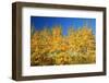 Trees in Autumn Colors-Craig Tuttle-Framed Photographic Print
