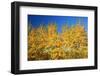 Trees in Autumn Colors-Craig Tuttle-Framed Photographic Print