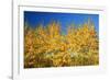 Trees in Autumn Colors-Craig Tuttle-Framed Photographic Print