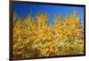 Trees in Autumn Colors-Craig Tuttle-Framed Photographic Print