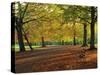 Trees in Autumn Colours and Park Bench Beside a Path at Clifton, Bristol, England, United Kingdom-Julia Bayne-Stretched Canvas