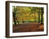 Trees in Autumn Colours and Park Bench Beside a Path at Clifton, Bristol, England, United Kingdom-Julia Bayne-Framed Photographic Print