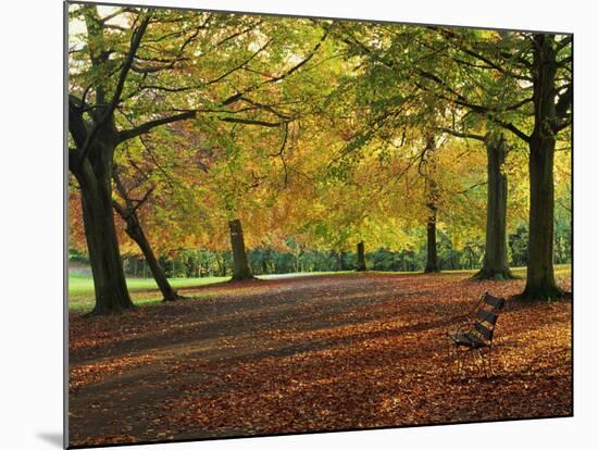 Trees in Autumn Colours and Park Bench Beside a Path at Clifton, Bristol, England, United Kingdom-Julia Bayne-Mounted Photographic Print