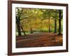 Trees in Autumn Colours and Park Bench Beside a Path at Clifton, Bristol, England, United Kingdom-Julia Bayne-Framed Photographic Print