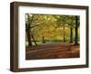 Trees in Autumn Colours and Park Bench Beside a Path at Clifton, Bristol, England, United Kingdom-Julia Bayne-Framed Photographic Print