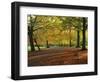 Trees in Autumn Colours and Park Bench Beside a Path at Clifton, Bristol, England, United Kingdom-Julia Bayne-Framed Photographic Print