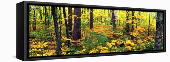 Trees in Autumn, Copper Falls State Park, Mellen, Ashland County, Wisconsin, USA-null-Framed Stretched Canvas