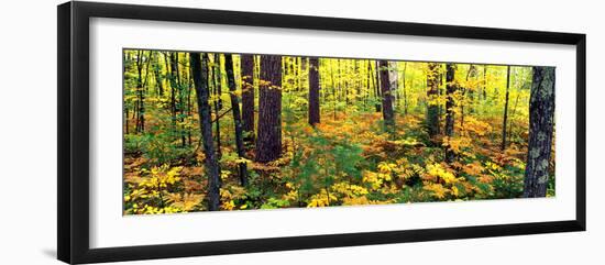 Trees in Autumn, Copper Falls State Park, Mellen, Ashland County, Wisconsin, USA-null-Framed Premium Photographic Print