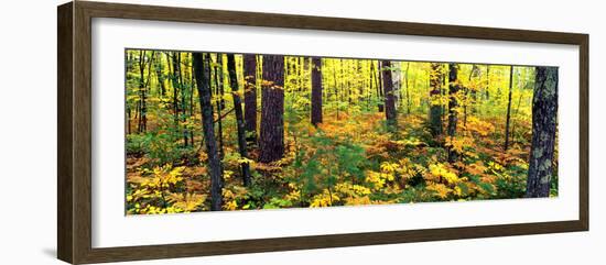 Trees in Autumn, Copper Falls State Park, Mellen, Ashland County, Wisconsin, USA-null-Framed Photographic Print