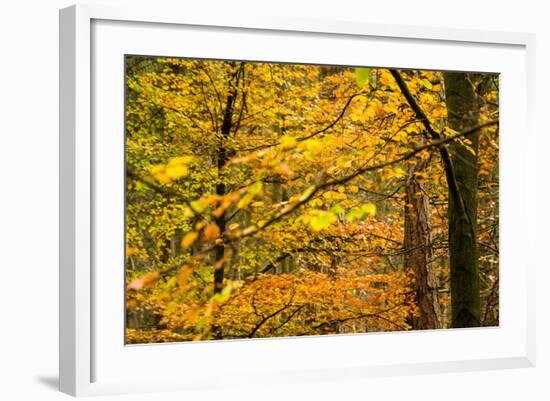 Trees in Autumn, Gragg Vale, Calder Valley, Yorkshire, England, United Kingdom, Europe-Bill Ward-Framed Photographic Print