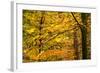 Trees in Autumn, Gragg Vale, Calder Valley, Yorkshire, England, United Kingdom, Europe-Bill Ward-Framed Photographic Print