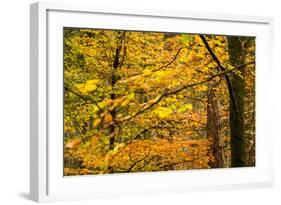 Trees in Autumn, Gragg Vale, Calder Valley, Yorkshire, England, United Kingdom, Europe-Bill Ward-Framed Photographic Print