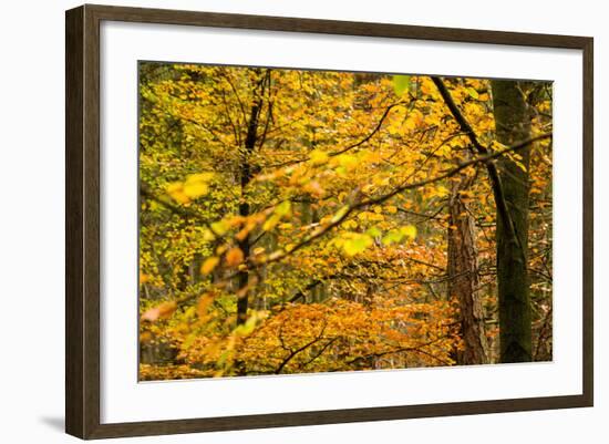 Trees in Autumn, Gragg Vale, Calder Valley, Yorkshire, England, United Kingdom, Europe-Bill Ward-Framed Photographic Print