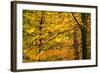 Trees in Autumn, Gragg Vale, Calder Valley, Yorkshire, England, United Kingdom, Europe-Bill Ward-Framed Photographic Print