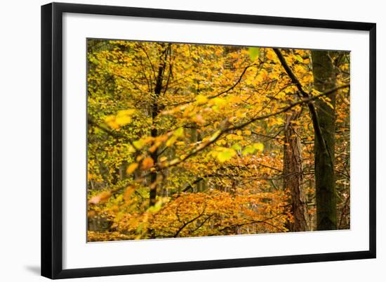 Trees in Autumn, Gragg Vale, Calder Valley, Yorkshire, England, United Kingdom, Europe-Bill Ward-Framed Photographic Print